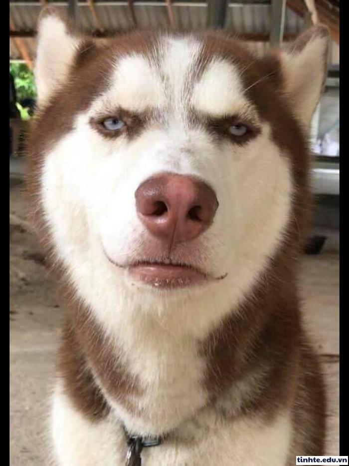 Meme khinh người nhìn lạnh